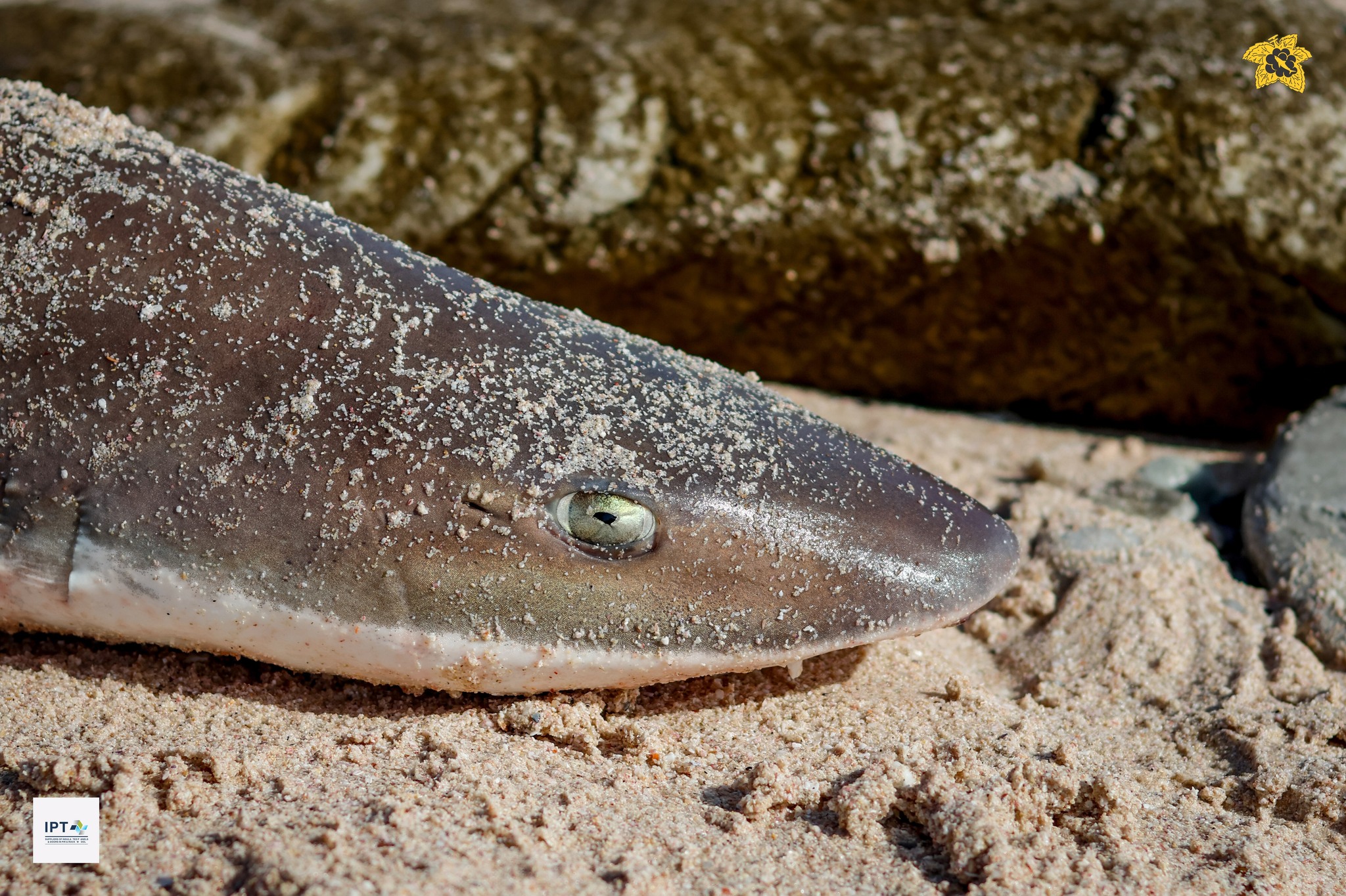 Spotted ragged-tooth shark landed at a league day